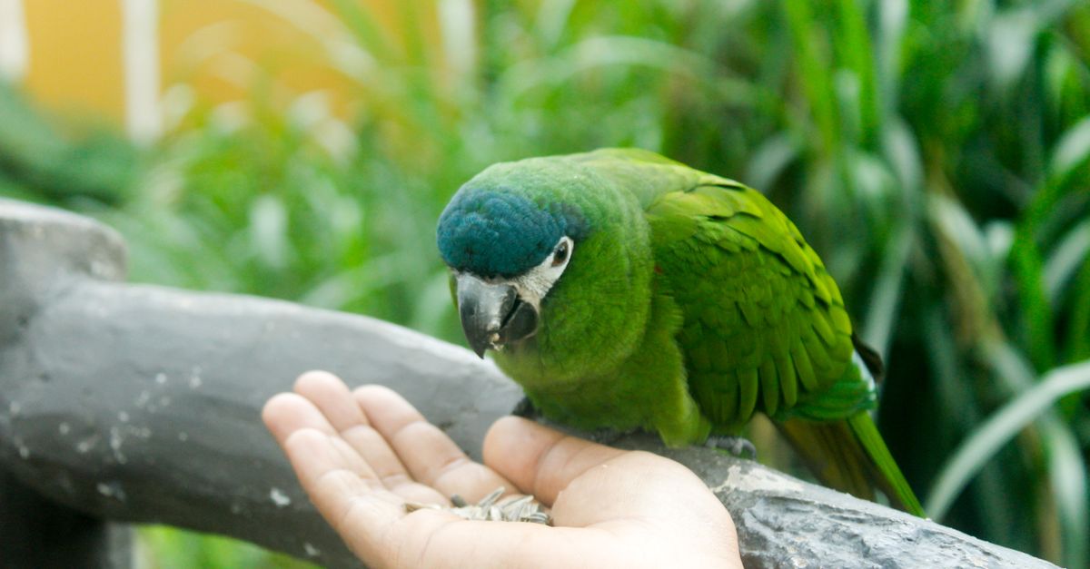 Loro manipulando un comedero interactivo con semillas en su interior